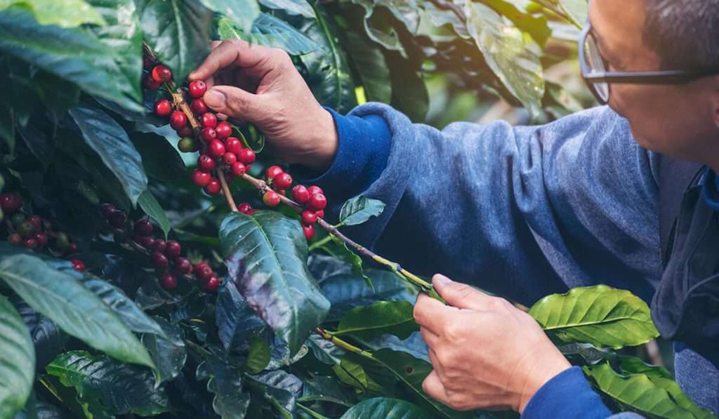 La Azotea Coffee Plantation Tour by ATV