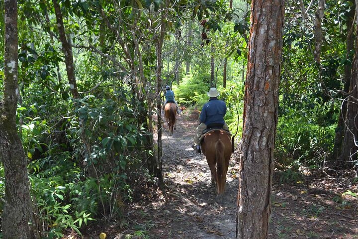 Coffee Plantation Tour with Horseback Riding