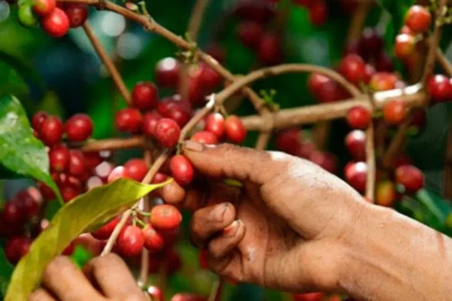 Historic Coffee Plantation Tour