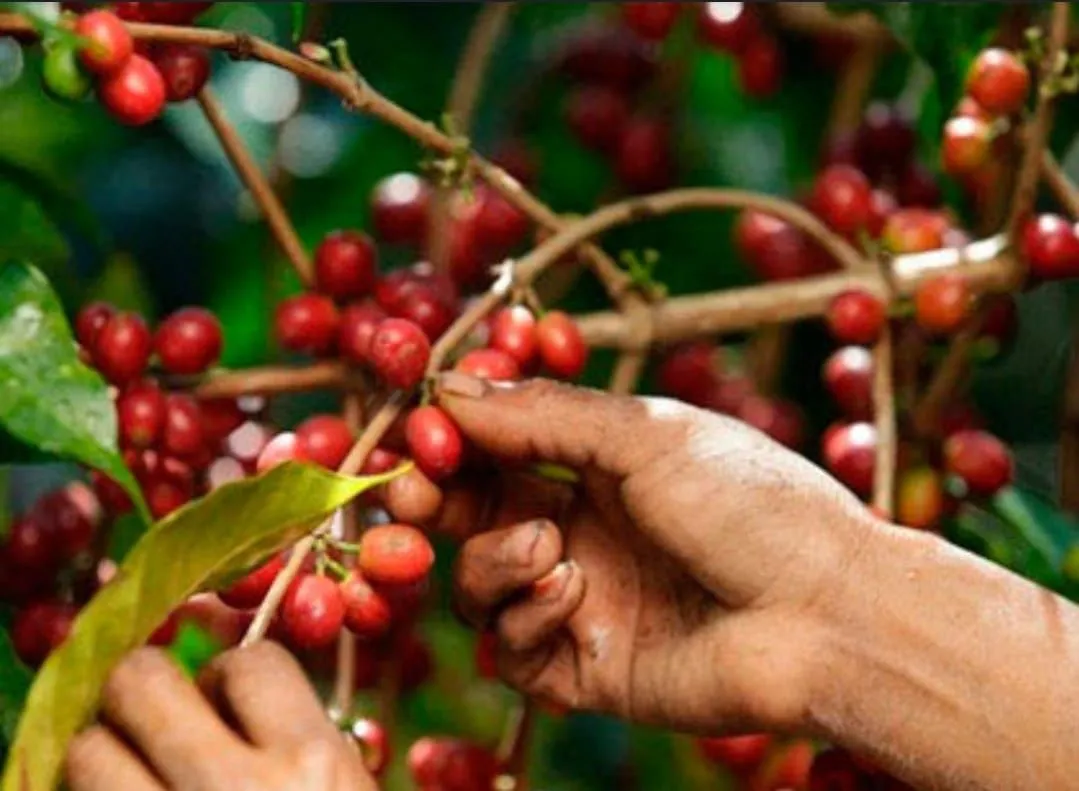 La Azotea Coffee Plantation Tour by ATV