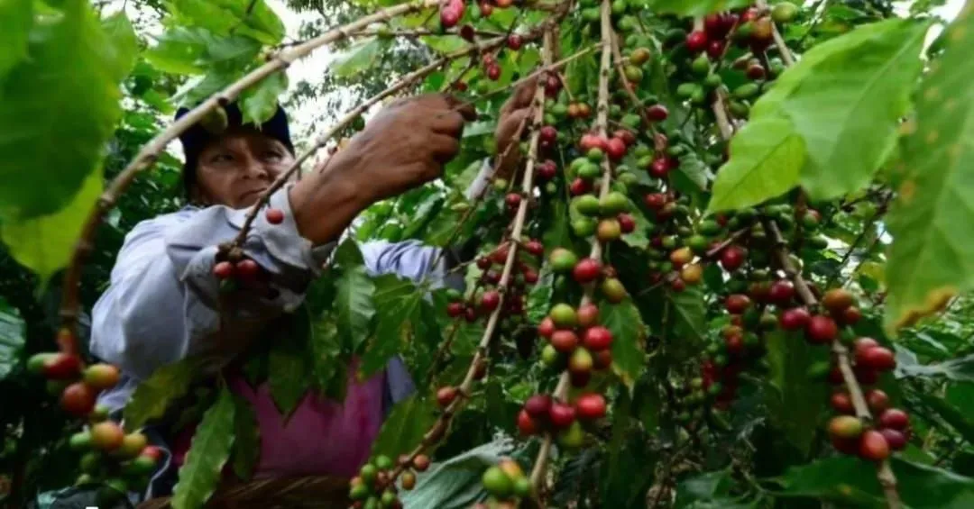 La Azotea Coffee Plantation Tour by ATV