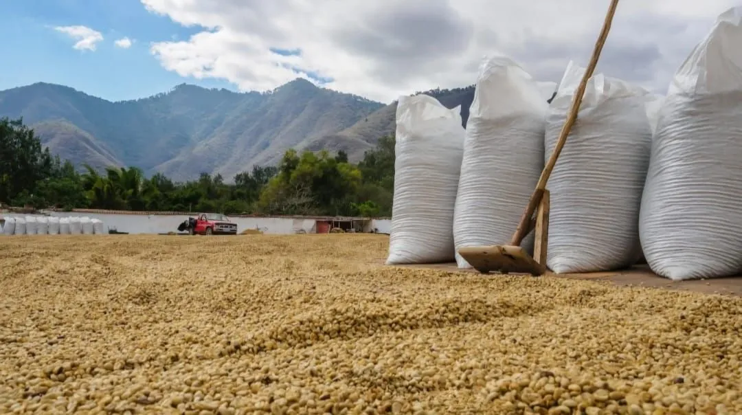 La Azotea Coffee Plantation Tour by ATV