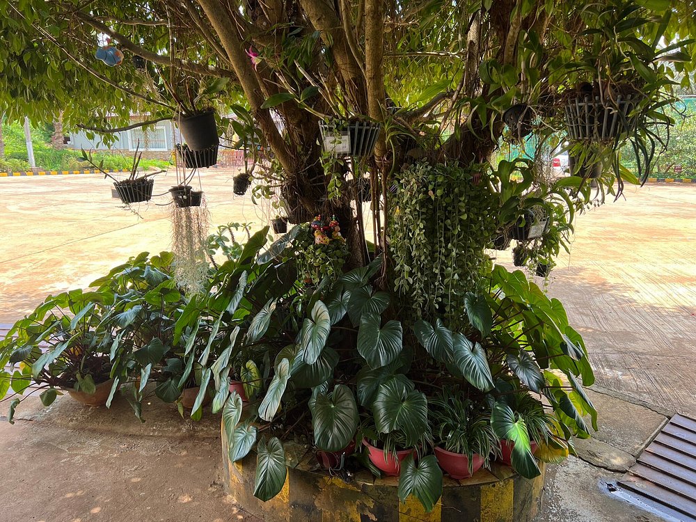 Historic Coffee Plantation Tour